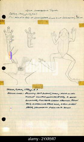 Notes de terrain, Mexique. 1949-1950, illustration, Mexique, Mexico, Morelia, dessin, serpent, journal intime, Guadalajara, Jalisco, tortues, grenouilles, archives, serpents, lézards, Maruata, la Placita, herpétologie, Aquila, notes de terrain, illustrations scientifiques, livre de terrain, herpétologues, Michoacan, Ciudad de Mexico, code fiscal Alarcon, Archives, la Barranca de Navidad, Coahuayana, Colima Nevado de, Maquili, Hyla maragdina, James Arthur Peters, la page présente des croquis détaillés d'une grenouille, probablement une espèce du genre Hyla, mettant en évidence ses caractéristiques anatomiques uniques. Les dessins incluent diverses vues de th Banque D'Images