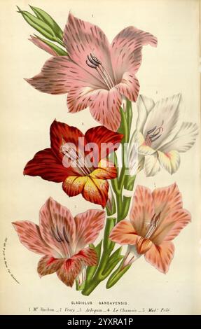 Flore des serres et des jardins de l'Europe A Gand, chez Louis van Houtte, éditeur, 1845-1880, l'illustration présente un arrangement étonnant de Gladiolus gandavensis, mettant en valeur une variété de fleurs aux teintes riches. Cinq spécimens floraux, chacun présentant des couleurs de pétales distinctives allant du rouge profond au blanc doux avec des marques complexes, sont bien visibles. Les fleurs sont élégamment disposées le long d'une grande tige verte, soulignant leur forme allongée et leurs détails délicats. Chaque fleur est méticuleusement étiquetée, indiquant leurs traits uniques. La composition globale capture la beauté an Banque D'Images