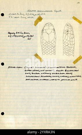 Notes de terrain, Mexique. 1949-1950, Aquila, Ciudad de Mexico, Coahuayana, Colima, Neva de, Journal, notes de terrain, grenouilles, Guadalajara, herpétologues, herpétologie, Jalisco, la Barranca de Navidad, la Placita, lézards, Maquili, Maruata, Mexique, Mexico, Michoacan, Morelia, illustrations scientifiques, serpents, Code fiscal Alarcon, tortues, Archives, serpent, livre de terrain, Archives, illustration, dessin, James Arthur Peters, Geophis maculiferus, taxonomie : suborde R= Serpentes, Journée mondiale du serpent, cette page présente une illustration scientifique détaillée d'une espèce documentée comme ''Geophilus macrourus Taylor''. Le Banque D'Images