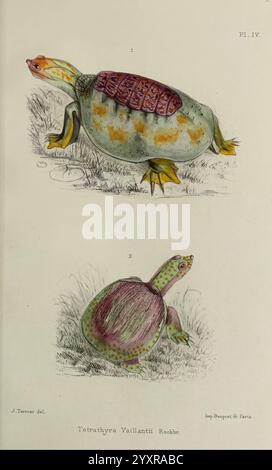 Faune de la Sénégambie Paris O. Doin 1883-1887 Afrique Sénégambie Zoologie Musée de Zoologie comparée, l'illustration présente deux espèces distinctes de tortues. La tortue supérieure, étiquetée ''1.jpg,' affiche une coquille vibrante et à motifs complexes avec des détails ornés, complétée par un mélange de tons terreux et d'éléments botaniques en arrière-plan. Son cou et ses membres allongés suggèrent une position bien ajustée, révélatrice de son style de vie aquatique. Banque D'Images