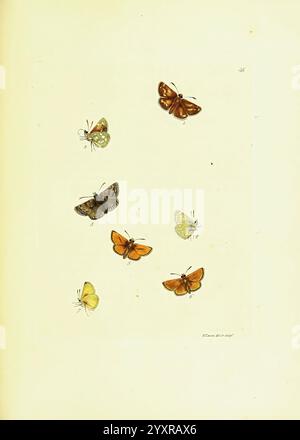 Le, papilios, de, Grande-Bretagne, Londres, imprimé, pour J. Johnson, 1795, Grande-Bretagne, papillons., une collection de papillons magnifiquement illustrés disposés sur un fond pâle. La composition présente diverses espèces, chacune affichant des couleurs et des motifs distincts, mettant en valeur la diversité de leurs ailes. Les papillons sont numérotés pour l'identification, fournissant une touche savante qui suggère un contexte éducatif ou scientifique. La représentation met en évidence des détails complexes tels que la texture des ailes et les antennes délicates, contribuant tous au charme de l'œuvre et à l'apprec Banque D'Images