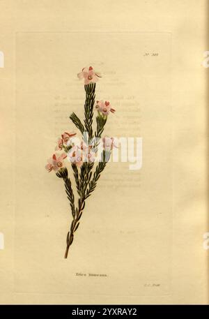 Le cabinet botanique London John Arthur Arch 1817-1833.jpg, Une illustration délicate mettant en valeur une branche d'Erica lusitanica, communément appelée la lande portugaise. La plante présente des tiges vertes minces ornées de petites fleurs en forme d'étoile qui affichent des pétales rose doux avec des reflets roses plus foncés aux extrémités. La composition capture les détails complexes des feuilles et des fleurs, soulignant la beauté botanique de cette espèce. Sous l'illustration, le nom scientifique est élégamment présenté, reflétant l'art et la précision des études botaniques. Banque D'Images