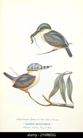 Quelques oiseaux australiens utiles, Sydney W.A. Gullick Govt. Imprimeur 1921 Australie oiseaux bénéfiques oiseaux, l'illustration présente deux Marines sacrés, une espèce d'oiseau connue pour ses couleurs saisissantes et son aspect distinctif. L'oiseau supérieur est représenté perché avec un petit morceau de nourriture dans son bec, mettant en valeur ses talents de chasseur. Ci-dessous, un autre roi sacré repose sur une branche ornée de feuilles, soulignant son plumage vibrant de bleus et de verts avec des touches de crème et d'orange. L'arrière-plan et les détails soulignent la beauté de leur habitat naturel, fournissant un aperçu de l'av Banque D'Images