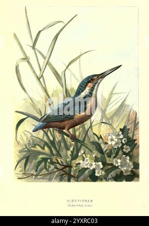 Oiseaux sauvages familiers Londres, New York, Cassell, 1883, oiseaux, dictionnaires, oeuvres picturales, kingfisher, Alcedo atthis, Alcedo ispida, ornithologie, Walters Waysland, Archibald Thorburn, kingfisher, HSA, une illustration frappante d'un kingfisher, mettant en valeur son plumage vibrant avec un mélange de teintes bleues et oranges. L'oiseau est perché au milieu d'une végétation luxuriante, entouré de hautes herbes et de délicates fleurs blanches, qui ajoutent du détail au cadre naturel. Le long bec distinctif du kingfisher et ses yeux pointus soulignent sa nature prédatrice, tandis que la composition générale évoque un sentiment de tranquillité en soi Banque D'Images