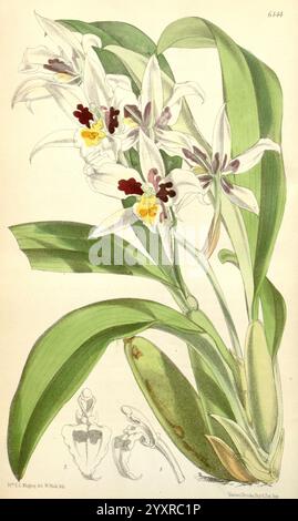 Curtis's Botanical Magazine Londres New York etc Illustration botanique botanique périodiques travaux picturaux plantes Curtis ornementales, cette illustration botanique met en valeur une belle espèce d'orchidée caractérisée par ses délicats pétales blancs ornés de marquages marron et jaunes saisissants. Les fleurs sont élégamment disposées sur des tiges minces, émergeant de feuilles vertes luxuriantes et larges qui ajoutent à la vitalité globale de la composition. Des représentations détaillées des parties reproductrices de la plante sont incluses, donnant un aperçu de sa structure et de sa biologie. L'œuvre d'art met en valeur la beauté complexe an Banque D'Images