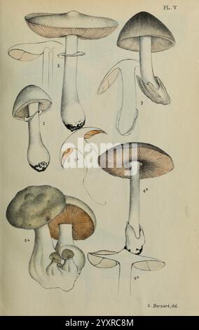 Annales de la Société des Sciences naturelles de la Charente-maritime, la Rochelle, Muséum d'histoire naturelle, périodiques, science, cette illustration présente une variété d'espèces de champignons, chacune étiquetée avec des numéros correspondants pour l'identification. L'arrangement comporte des formes distinctes, y compris des variétés à branchies et non branchées. Des détails proéminents sont mis en évidence, tels que la forme des chapeaux, la texture des tiges et la présence de branchies. Ce rendu détaillé sert de référence pédagogique, soulignant la diversité dans la morphologie des champignons, du mince, allongé Banque D'Images