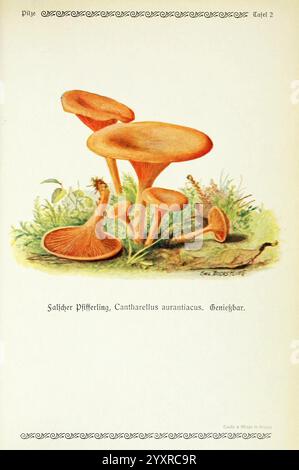 Pilze der Heimat Leipzig, quelle und Meyer, 1913, Agaricacées, champignons, Allemagne, Mycologie, champignons, champignons, Emil Doerstling, L'illustration présente plusieurs champignons de l'espèce Cantharellus aurantiacus, communément appelée fausse chanterelle. Les champignons sont représentés dans une variété de tailles et de formes, mettant en valeur leurs chapeaux orange à jaunâtre distincts et leurs tiges allongées. Entourant les champignons, des détails délicats illustrent le sol texturé et les petites plantes, ajoutant un contexte naturel à la scène. Une bordure décorative encercle la composition, améliorant son attrait esthétique et dans Banque D'Images