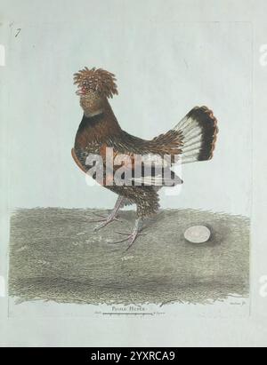 Ornithologie Paris L'artiste 1773-1792 oiseaux œuvres picturales, Une illustration détaillée présente une poule distinctive, caractérisée par ses plumes uniques et sa crête proéminente au sommet de sa tête. L'oiseau présente une riche palette de tons terreux, avec des bruns irisés et des notes de blanc sur sa queue. Niché à côté de lui se trouve un œuf, mettant en valeur les capacités de reproduction de la poule. L'arrière-plan est simple et discret, permettant aux traits de la poule et à l'œuf de se démarquer comme points focaux de la composition. L'illustration met l'accent sur la posture de la poule, affichant un air de confiance, tout en capturant t Banque D'Images