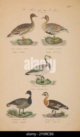 Danmarks fugle, beskrevne, Kjøbenhavn, Forfatterens Forlag, 1851-1852, oiseaux, Danemark, Scandinavie, Îles Féroé, œuvres picturales, Anser albifrons, Branta bernicla, Branta leucopsis, Branta ruficollis, oie à poitrine rouge, oie de barnacle, oie à fronts blancs, brant à ventre foncé, Anser serrirostris, oie de la toundra, collection d'espèces illustrées de sauvagine présentées dans un format structuré. La composition présente six oiseaux distincts, chacun étiqueté avec son nom scientifique ainsi que les régions qu'il habite. La rangée supérieure comprend deux variétés d'oies, tandis que la rangée inférieure sho Banque D'Images