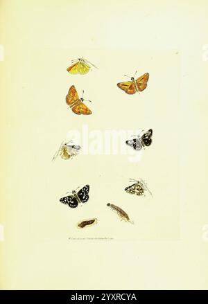 Le, papilios, de, Grande-Bretagne, Londres, imprimé, pour J, Johnson, 1795, Grande-Bretagne, Butterflies, Une collection de papillons et de papillons de nuit magnifiquement illustrés, présentant une variété de couleurs, de motifs et de tailles. L'arrangement présente plusieurs espèces, y compris de délicats papillons jaunes et oranges, ainsi que des papillons noirs et blancs frappants. Une chenille ajoute un élément intéressant à la composition, soulignant la diversité de ces insectes. Chaque spécimen est méticuleusement détaillé, reflétant la beauté complexe de la nature et l'art des études entomologiques. Le contexte i Banque D'Images