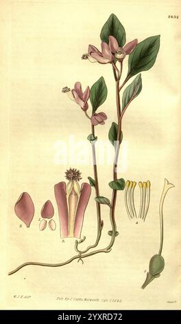 Curtis's Botanical magazine, Londres, New York, illustration botanique, botanique, périodiques, œuvres picturales, plantes ornementales, Curtis, cette illustration représente une étude botanique d'une plante à fleurs, mettant en valeur ses détails complexes et sa structure. La plante présente des tiges minces qui s'élèvent d'une base robuste, ornée de feuilles vertes allongées. Suspendus aux tiges se trouvent de délicates grappes de fleurs rosâtres, chacune présentant un arrangement unique de pétales et de pistils. Banque D'Images