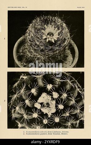 Les Cactaceae, Washington, Carnegie institution of Washington, 1919-1923, cactaceae, classification, œuvres picturales, Mary Emily Eaton, les femmes dans la science, NYBG Tagging, Neomammillaria wilcoxii, Neomammillaria gaumeri, la représentation présente deux espèces distinctes du genre Neomammillaria, toutes deux présentant leurs caractéristiques uniques. La section supérieure montre Neomammillaria violacens, originaire de Calabasas, Arizona, avec une structure robuste ornée de projections épineuses et une floraison vibrante à son sommet. La partie inférieure présente Neomammillaria gomezii, originaire de Yucatán, Mex Banque D'Images