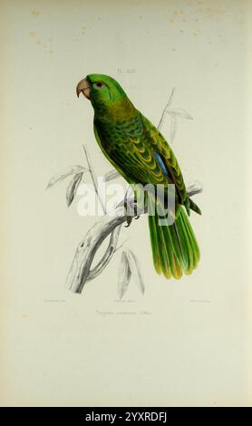 Iconographie des perroquets, Paris, P. Bertrand, 1857, oiseau, oiseaux, perroquets, perroquets, œuvres picturales, œuvres populaires, Tanygnathus sumatranus, perroquet à dos bleu, l'illustration montre un perroquet vert éclatant perché sur une branche élancée, mettant en valeur son plumage saisissant. Les plumes de l’oiseau présentent un dégradé de verts luxuriants, avec de légères variations qui soulignent sa beauté naturelle. Son bec est robuste et légèrement courbé, indiquant sa force, tandis que ses yeux vifs suggèrent intelligence et curiosité. Le feuillage environnant fait allusion à un environnement tropical, fournissant un contexte pour l’ha du perroquet Banque D'Images