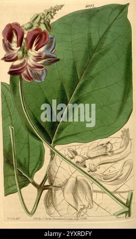 Curtis's Botanical magazine, Londres, New York, illustration botanique, botanique, périodiques, œuvres picturales, plantes ornementales, Curtis, cette illustration botanique présente une fleur saisissante avec des pétales marron et blancs profonds, mettant en valeur des détails complexes dans sa structure. La fleur est bien visible au-dessus d'une grande feuille verte luxuriante, soulignant la beauté naturelle vibrante de la plante. Adjacent à la fleur, une représentation précise de l'anatomie florale est représentée, avec des parties étiquetées, y compris des pétales, des étamines et des ovaires, fournissant un aperçu scientifique de ses caractéristiques reproductives. Le b Banque D'Images