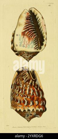 Descriptions, illustrations, mollusques, œuvres picturales, l'illustration montre deux coquilles minutieusement détaillées de l'espèce Conus babylonicus, communément appelée coquille de cône babylonien. La coque supérieure présente un extérieur brillant orné de motifs vibrants de teintes crème, rouge et brun foncé, soulignant sa texture et sa forme uniques. La coque inférieure présente un design contrasté, avec une forme magnifiquement spiralée et des lignes élaborées qui mettent en valeur l'art naturel de ces créatures marines. Le rendu soigné capture les caractéristiques ornées des coques, affichant le te complexe Banque D'Images