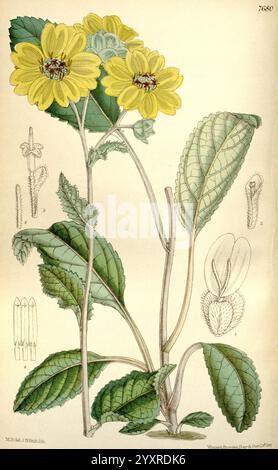 Curtis's Botanical Magazine, Londres, New York, illustration botanique, botanique, périodiques, œuvres picturales, plantes ornementales, Curtis, Une illustration botanique avec une représentation détaillée d'une plante à fleurs. La plante présente des fleurs jaunes vibrantes disposées sur des tiges vertes minces. De larges feuilles vertes luxuriantes avec des veines proéminentes entourent la base, contribuant à la luxuriance générale de l'illustration. En plus de la plante principale, il y a des dessins plus petits sur le côté qui fournissent des vues rapprochées de diverses caractéristiques, y compris les structures florales et les détails des feuilles, mettant en évidence l'int Banque D'Images
