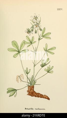 Fleurs Engadine Winchester imprimé auteur Warren son 1891 Engadine fleurs œuvres picturales plantes Suisse, cette illustration représente une plante à fleurs connue sous le nom de Potentilla caulescens. La plante présente un amas de fleurs blanches délicates avec des tiges minces s'élevant au-dessus d'une rosette de feuilles palmées, qui ont un aspect distinctement lobé. La tige est montrée émergeant d'un système racinaire brun et texturé. La composition globale met en évidence les détails complexes des feuilles et des fleurs, soulignant leur élégance naturelle. Le nom botanique est clairement étiqueté à la base de l'illustratio Banque D'Images