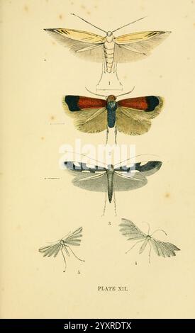 The common of England Glasgow, Manchester, and New York, George Routledge and sons, [1870], Angleterre, Pictorial Works, Coleophora currucipennella, Nepticula aurella, Gracillaria auroguttella, Pterophorus pentadactylus, Pterophorus lithodactylus, Little Waggoner, Golden Pigmy, Golden Spot Moth, White Plume Spot, Stone Plume Spot, insecte, insectes, entomologie, une plaque illustrée mettant en vedette cinq espèces distinctes de papillons, chacune méticuleusement rendue avec une attention particulière aux détails. Le papillon de nuit supérieur (1) affiche une combinaison de tons sourds avec des accents jaunes sur ses ailes. En dessous, le deuxième papillon de nuit (2) showca Banque D'Images