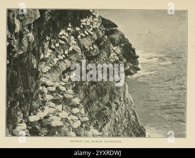 Ailes sauvages Boston Houghton Mifflin & Company [c1905] photographie d'oiseaux, Un paysage côtier rocheux parsemé de nombreux oiseaux de mer perchés le long des falaises déchiquetées. Les oiseaux, principalement blancs avec quelques accents plus sombres, sont rassemblés étroitement ensemble, créant un contraste frappant avec la texture rugueuse des roches. L'arrière-plan présente la surface chatoyante de l'océan, faisant allusion à des vagues s'écrasant contre le rivage. La scène transmet un sentiment de tranquillité et la beauté de la nature, mettant en valeur l'interaction entre la faune et leur habitat côtier. Banque D'Images