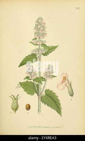 Billeder af Nordens Flora København G.E.C. Gad 1901-1903 [i.e. 1907] œuvres picturales plantes Scandinavia, illustration présentant une étude botanique détaillée de la plante Nepeta cataria, communément appelée herbe à chat. La représentation comprend les tiges feuillues de la plante, ornées de grappes de délicates fleurs roses, mettant en valeur sa structure florale unique. Sur le côté, il y a des dessins détaillés du fruit et de la graine de la plante, étiquetés pour plus de clarté. La composition globale est éducative, mettant l'accent sur la morphologie et les caractéristiques de l'herbe à chat dans un style scientifique. Banque D'Images