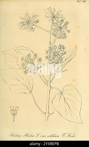 Gartenflora. Erlangen, F. Enke, 1852-1940, botanique, jardinage, Allemagne, périodiques, plantes, ornementaux, bibliothèques Smithsonian, page 40101766, plante, fleur, l'illustration présente une représentation botanique détaillée de l'hélice Hedera var. Aculeata, communément connu sous le nom de Ivy anglais. La plante se caractérise par ses feuilles lobées distinctives et ses grappes de petites fleurs en forme d'étoile aux extrémités de tiges minces. Les feuilles sont rendues de façon complexe avec des veines proéminentes, mettant en valeur leur forme naturelle et leur texture. L'œuvre comprend également une illustration plus petite d'un amas de fleurs, contributin Banque D'Images