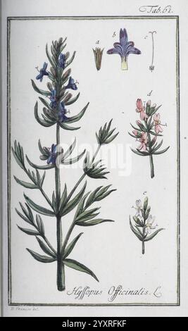 Icones plantarum medicinalium. Nürnberg, auf Kosten der Raspischen Buchhandlung, 1779-1790. botanique, médicale, picturale, l'illustration présente plusieurs spécimens de la plante *Hyoscyamus Officinalis*, communément appelée henbane. Au centre de la composition se trouve une représentation détaillée de la plante à fleurs, mettant en valeur sa tige haute et droite ornée de grappes de fleurs bleu foncé et rose pâle. Les feuilles sont larges et dentelées, montrant différentes nuances de vert. L'image principale est accompagnée de dessins détaillés plus petits étiquetés (a), (b), (c) et (d), montrant différents aspects de t Banque D'Images