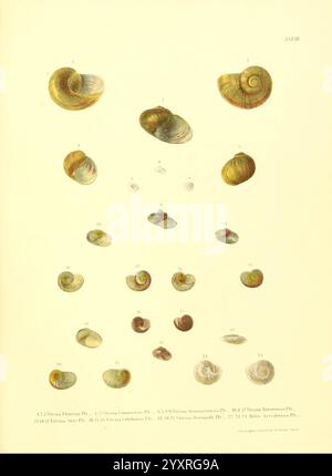 Novitates Conchologicae, Cassel, T. Fischer, 1854-79, mollusques, œuvres picturales, l'illustration présente une collection de diverses espèces de coquillages marins, chacune méticuleusement étiquetée avec des numéros correspondant à leurs noms scientifiques respectifs. L'arrangement met en valeur les formes, les tailles et les motifs uniques des coquilles, mettant en évidence à la fois leurs caractéristiques distinctes et la diversité au sein de l'espèce. Différents angles sont représentés, soulignant la courbure et la texture de chaque coque. Cette étude détaillée sert de référence visuelle pour comprendre la morphologie des différents marins Banque D'Images