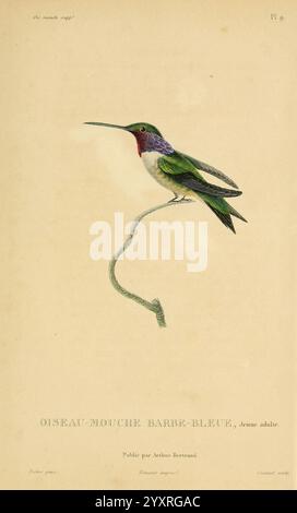 Histoire naturelle des colibris, Paris, Arthus Bertrand, 1830-1832. Hummingbirds Pictorial Works, Une représentation magnifiquement illustrée d'un colibri, mettant en valeur son plumage vibrant et ses détails complexes. L'oiseau présente un corps vert vif avec des accents violets et irisés saisissants sur sa gorge, créant un contraste visuel captivant. Il se perche délicatement sur une tige élancée et curling, soulignant sa forme gracieuse. Sous l'illustration, le texte note le nom de l'oiseau en français, ainsi que d'autres détails de publication, contribuant à la présentation savante de ce délice aviaire. Banque D'Images