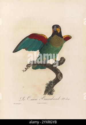 Histoire naturelle des perroquets, A Paris, chez Levrault, an IX (1801)-an XIII (1805), Pyrrhura barrabandi, Un perroquet vibrant perché sur une branche torsadée, mettant en valeur son plumage saisissant dans les tons vert, bleu, rouge et jaune. L'oiseau est représenté avec ses ailes partiellement déployées, soulignant ses plumes colorées et son comportement vif. Les détails complexes mettent en évidence les textures des plumes et la courbure de la branche. Sous l'illustration, une citation identifie l'espèce, ajoutant une touche académique à la scène naturelle. La toile de fond reste neutre, permettant au perroquet d'être vif Banque D'Images