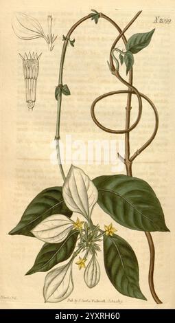 Curtis's Botanical Magazine London New York etc. illustration botanique botanique périodiques œuvres picturales plantes ornementales Curtis Mussaenda pubescens taxonomie : Family= Rubiaceae Indonesia John Curtis, l'illustration présente une étude botanique d'une plante grimpante, mettant en vedette son enroulement de tige caractéristique semblable à la vigne gracieusement. De grandes feuilles vertes proéminentes avec des surfaces larges et lisses sont mises en évidence, aux côtés de délicates fleurs jaunes en forme d'étoile qui fleurissent dans tout le feuillage. Un dessin anatomique d'une structure florale est positionné dans le coin supérieur gauche, fournissant des de supplémentaires Banque D'Images