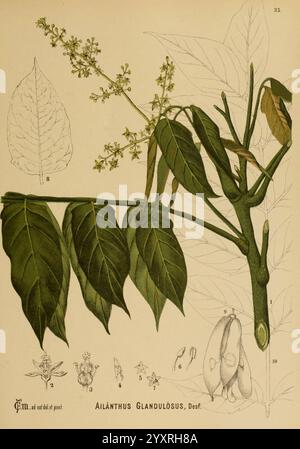 Plantes médicinales américaines, New York, Boericke & Tafel, c1887, botanique, médical, États-Unis, Ailanthus altissima, botanique médicale., l'illustration présente la plante Ailanthus glandulosa, communément connue comme l'arbre du ciel. Il présente une branche avec des feuilles vertes vibrantes et de délicates grappes de petites fleurs aux extrémités. La représentation détaillée comprend une feuille proéminente, soulignant sa forme et sa texture, accompagnée de différentes étapes du développement des fleurs et des fruits. Les annotations numérotées fournissent plus d'informations sur les éléments botaniques, y compris les fleurs et les gousses de graines, enhanci Banque D'Images
