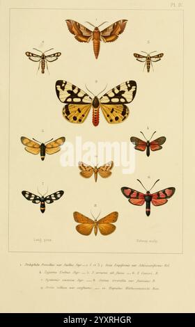 Mémoires sur les lépidoptères préparés-Pétersbourg imprimerie de M.M. Stassulévitch 1884-1901 Asia Butterflies insectes Lepidoptera Arthropoda Russian Federation arthropode, l'illustration présente une collection de diverses espèces de papillons de nuit et de papillons, méticuleusement disposés et étiquetés à des fins éducatives. Chaque spécimen présente des motifs, des couleurs et des formes d'ailes uniques, soulignant la diversité au sein de l'ordre des lépidoptères. Banque D'Images