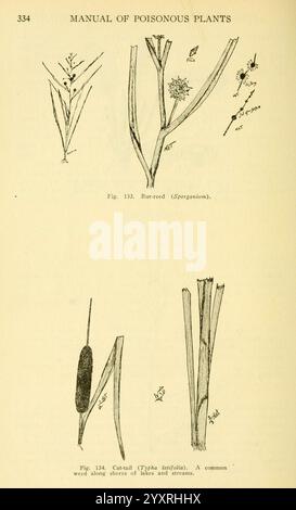 Un manuel des plantes toxiques Cedar Rapids, Ia, The Torch Press, 1910-11. Plantes toxiques des États-Unis le jardin botanique de New York, cette illustration présente deux types de plantes connues pour leur toxicité. Le premier, étiqueté ''Bur-roseau (Sparganium).jpg', représente des tiges minces et allongées avec des fleurs distinctives qui mettent en valeur des grappes ramifiées. La deuxième plante, étiquetée ''queue de chat (Typha latifolia).jpg', est caractérisée par des feuilles hautes et étroites et une pointe fleurie proéminente ressemblant à la queue d'un chat. Les deux plantes sont couramment trouvées dans les zones humides et contribuent à la biodiversité de leur e Banque D'Images