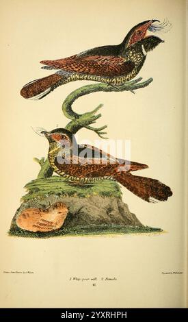 Ornithologie américaine, ou histoire naturelle des oiseaux des États-Unis, Petter & Galpin [187-]. Birds, United States, Antrostomus vociferus, Eastern whip-poor-will, Une illustration détaillée montrant deux oiseaux perchés sur une branche, avec un oiseau bien en vue de profil tandis que l'autre est légèrement tourné vers le spectateur. Les oiseaux affichent des motifs complexes et des couleurs vibrantes, soulignant leur plumage unique. En dessous, une créature plus petite, peut-être un oiseau ou un animal, repose sur le sol, ajoutant du contexte au cadre naturel. La scène est entourée de délicats dessins au trait qui complètent th Banque D'Images