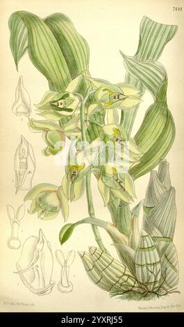 Curtis's Botanical Magazine, Londres, New York, illustration botanique, botanique, périodiques, œuvres picturales, plantes ornementales, Matilda Smith, Brésil, Catasetum lemosii, orchidée, femmes en science, Matilda Smith, cette illustration botanique présente une représentation détaillée d'une orchidée en fleurs, caractérisée par ses feuilles vertes allongées et ses grappes de fleurs délicates. L'orchidée présente une combinaison de teintes vert pâle et jaune, avec des formes uniques et des motifs complexes sur les pétales. Autour de l'usine principale se trouvent divers croquis supplémentaires, mettant éventuellement en évidence différentes étapes de la f Banque D'Images