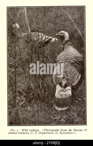 Turkey Raising New York, Orange Judd Publishing Company, 1922, Turkeys., Une dinde sauvage se dresse au milieu de hautes herbes, mettant en valeur ses caractéristiques distinctives telles que la queue en éventail et les plumes irisées. L'oiseau est capturé dans un cadre naturel, avec des notes d'autres dindes visibles en arrière-plan, suggérant un habitat paisible et non perturbé. Cette scène met en évidence le rôle de la turquie dans l'écosystème et son lien avec la faune rurale américaine. La composition globale souligne la beauté de ces oiseaux dans leur environnement natal. Banque D'Images