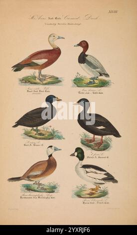 Danmarks fugle, beskrevne, Kjøbenhavn, Forfatterens Forlag, 1851-1852, oiseaux, Danemark, Scandinavie, Îles Féroé, œuvres picturales, Aythya ferina, Bucephala clangula, Tadorna ferruginea, pochard commun, canard roux, Oxyura leucocephala, Melanitta fusca, canard à tête blanche, Melanitta nigra, goldeneye commun, scoter de velours, scoter commun, l'illustration présente une variété de sauvagine, chacune magnifiquement rendue avec des détails complexes. En haut à gauche, un oiseau blanc avec un long cou se dresse élégamment, tandis qu'à côté de lui, un oiseau rouge et brun saisissant attire l'attention. La caractéristique de la rangée inférieure Banque D'Images