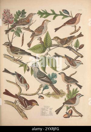 Illustrations of the American Ornithology of Alexander Wilson and Charles Lucien Bonaparte, Edinburgh, Frazer & Co, 1835, oiseaux, États-Unis, Amérique du Nord, œuvres picturales, Une belle collection de diverses espèces d'oiseaux est représentée, mettant en valeur leurs diverses couleurs et motifs. L'arrangement comporte plusieurs oiseaux perchés sur des branches minutieusement détaillées entourés de feuilles et de fleurs. Chaque oiseau affiche des marques uniques, soulignant les différences de plumage et de taille, créant un tableau vibrant de la vie aviaire. La composition comprend des oiseaux chanteurs, des moineaux et d'autres petites espèces, illu Banque D'Images
