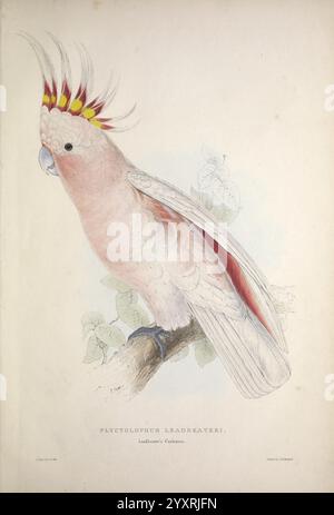 Illustrations of the Family of Psittacidae, or Parrots, London, publié par E. Lear, 1832, Parrots, Pictorial Works, Edward Lear, Edward Lear, ornithologie, oiseaux, Une illustration détaillée du cockatoo d'un Leadbeater, mettant en valeur ses caractéristiques frappantes. L'oiseau est perché gracieusement sur une branche, avec son plumage rose tendre mis en évidence. Son écusson est orné de plumes jaunes et rouges vibrantes, ajoutant à son aspect distinctif. Les détails complexes soulignent les textures des plumes et la nature délicate de ses expressions faciales. Autour de l'oiseau se trouvent de subtiles notes de feuillage Banque D'Images