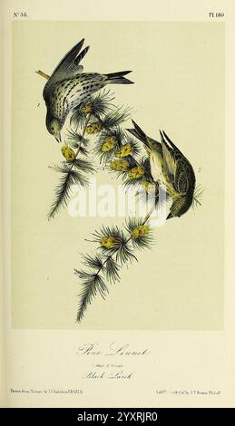 The Birds of America New York G.R. Lockwood 1871 1839 oiseaux Amérique du Nord œuvres picturales, deux oiseaux minutieusement illustrés, identifiés comme le Rose Siskin, sont en évidence. Ils sont perchés sur une branche ornée de grappes de bourgeons vert jaunâtre et d'aiguilles de pin. Les détails délicats du plumage des oiseaux capturent un mélange de nuances sourdes, mettant en valeur leurs corps élancés et leurs marques distinctives. L'illustration souligne la beauté naturelle de l'espèce, placée sur un fond doux, tandis qu'en dessous, le titre ''Rose Siskin'' et le numéro de plaque ''36'' fournissent une identité formelle Banque D'Images