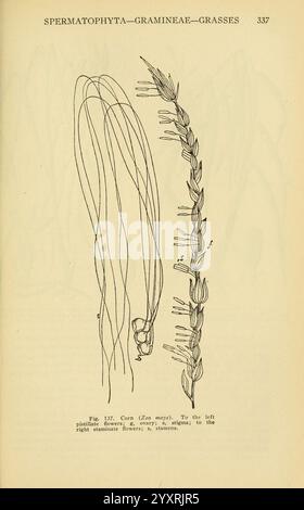 Un manuel de plantes toxiques Cedar Rapids, Ia. The Torch Press 1910-11 United States Povenonous plants The New York Botanical Garden, une illustration représentant l'anatomie du maïs (Zea mays) à gauche, montrant des brins de soie allongés émergeant de l'oreille, qui sont responsables de la pollinisation. À droite, une représentation détaillée d'un pompon de maïs est montrée, illustrant la disposition des épillets avec des fleurs staminées visibles et leurs étamines correspondantes, mettant l'accent sur les structures reproductrices de la famille des graminées. Le diagramme sert de ressource pédagogique, mettant en évidence le COM Banque D'Images