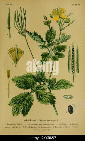 Die Giftpflanzen Deutschlands Braunschweig F. Vieweg 1910 Allemagne plantes toxiques, l'illustration présente une plante connue sous le nom de ''Chelidonium majus', communément appelée plus grande célandine. Il présente diverses parties de la plante, y compris ses fleurs jaunes à quatre pétales, ses gousses allongées et ses feuilles lobées distinctives. Chaque partie est méticuleusement étiquetée, indiquant les boutons de fleurs, les étamines, les fruits et les graines. La représentation détaillée met en évidence l'anatomie et la structure complexes de la plante, démontrant ses caractéristiques botaniques dans un format éducatif. Les pièces étiquetées Banque D'Images