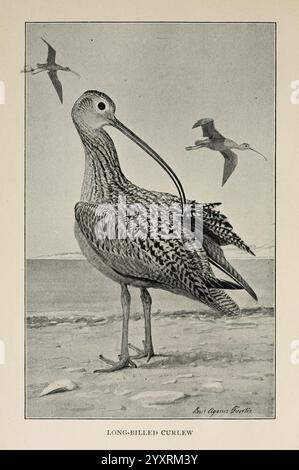 Handbook of Birds of the WESTERN United States, Boston, Houghton, Mifflin and Company, 1902, Birds, West US, Louis Agassiz Fuertes, Woods Hole, Un curlew à long bec se dresse gracieusement sur une plage de sable, mettant en valeur son bec allongé et son plumage saisissant orné de motifs complexes. En arrière-plan, d'autres courlis sont vus en vol, leurs ailes déployées contre le ciel. La composition capture l'élégance et les caractéristiques uniques de cet oiseau de rivage, soulignant son rôle dans les écosystèmes côtiers tout en transmettant un sentiment de tranquillité dans son habitat naturel. Banque D'Images