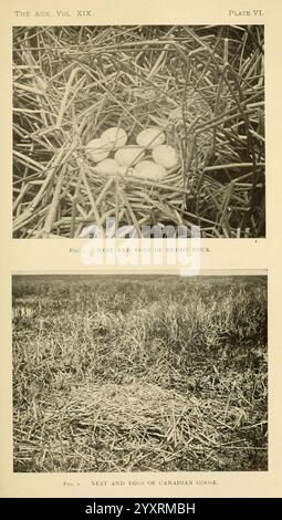 Le Auk, Washington, D. C, American Ornithologists' Union, 1884, oiseaux, périodiques, Oxyura jamaicensis, canards, nids, oeufs, canard roux, oie du Canada, oie du Canada, Branta canadensis, l'image présente deux panneaux mettant l'accent sur les nids d'oiseaux et leurs œufs. Le panneau supérieur montre un nid contenant plusieurs œufs censés appartenir à un canard roux, disposés dans un lit de matériaux semblables à de la paille. Les œufs sont pâles et lisses, soulignant leur aspect délicat. Le panneau inférieur présente un nid vide situé dans un champ herbeux, associé à des oies canadiennes. Le nid semble tissé dans le cadre Banque D'Images