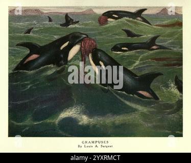 Les bêtes sauvages du monde, Londres, [1909?], zoologie du comportement animal, Grampus, orque, Orcinus Orca, Louis Augustus Sargent Artist via f96087607, Orca, cétacé, dauphin, Un groupe d'orques, également connu sous le nom d'orques, est représenté se livrant à des activités de natation dynamiques au milieu des eaux tourbillonnantes de l'océan. Leurs corps noirs et élégants contrastent avec les bleus et verts éclatants de la mer. Les orques semblent socialiser ou chasser ensemble, mettant en valeur leur comportement ludique. Au premier plan, un orque s'approche d'un grand objet rond, peut-être une proie, tandis que d'autres sont vus dans dyn Banque D'Images