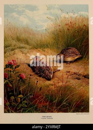 Histoire naturelle du gibier britannique, Londres, Longmans, Green and Co, 1909. Grande-Bretagne, Coturnix coturnix, caille commune, gibier et gibier à plumes, dans un cadre serein caractérisé par une herbe verte luxuriante et de douces collines sous un ciel doux et nuageux, deux cailles sont représentées dans une pose naturelle. Une caille est nichée confortablement sur le sol, ses plumes affichant des motifs complexes qui se marient harmonieusement avec les tons terreux de l'environnement environnant. La deuxième caille se trouve à proximité, engagée dans la recherche de nourriture, mettant en valeur ses marques distinctes et son comportement alerte. Le trèfle sauvage ajoute une touche de couleur à t Banque D'Images
