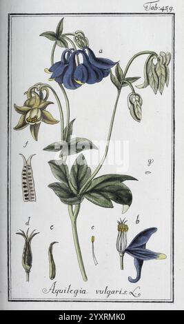 Icones Plantarum Medicinalium, Nürnberg, auf Kosten der Raspischen Buchhandlung, 1779-1790, botanique, médical, œuvres picturales, L'illustration présente l'Aquilegia vulgaris, communément appelée columbine. Proéminente au centre se trouve une grande tige portant de multiples fleurs tombantes, caractérisées par leur forme unique et des teintes variables en bleu et jaune. Autour de la plante centrale se trouvent des représentations détaillées de diverses parties : illustrations étiquetées des boutons floraux, fleurs complètes à différents stades et la gousse de graines. Chaque détail est méticuleusement rendu pour mettre en valeur la caractéristique botanique de la plante Banque D'Images