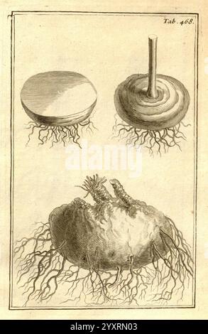 Joseph Pitton de Tournefort Institutiones Rei herbariae Parisiis E Typographia Regia 1700-[1703] botanique travaux pré-linnéens, cette illustration présente trois structures botaniques distinctes, chacune représentée de manière détaillée et précise. Le coin supérieur gauche montre un disque plat et rond avec une surface lisse, ressemblant à la vue de dessus d'un bulbe ou d'un tubercule. Le coin supérieur droit représente une forme texturée et spiralée avec une tige centrale, suggérant une forme de croissance comme celle d'une racine ou d'une tige. La section inférieure présente une masse plus grande, de forme irrégulière, avec un réseau complexe de racines s'étendant vers le bas, indiquant un M. Banque D'Images