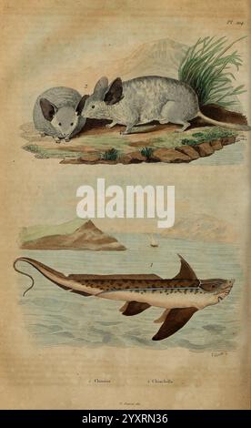 Dictionnaire, pittoresque, d'histoire, naturelle, et, des, phénomènes, de, la, nature, Paris, 1833-[1840], l'illustration présente deux groupes distincts d'animaux dans leur milieu naturel. Banque D'Images