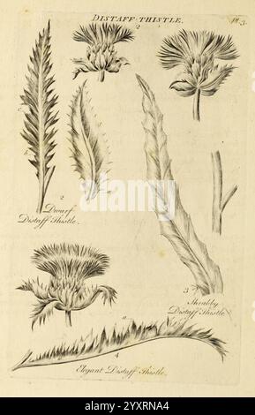 Le système végétal, Londres, 1759-1763, botanique, œuvres picturales, une illustration montrant différentes parties de la plante de chardon à distance. Il présente de multiples représentations détaillées : la tête de fleur principale avec des bractées épaisses distinctives, ainsi que plusieurs feuilles stylisées montrant leurs bords dentelés. Chaque segment est numéroté pour référence, mettant en évidence la morphologie unique de la plante. La composition est informative, mettant l'accent sur la précision botanique et la représentation artistique de cette espèce particulière de chardon. Banque D'Images